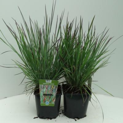 Schizachyrium scoparium 'Colorado'